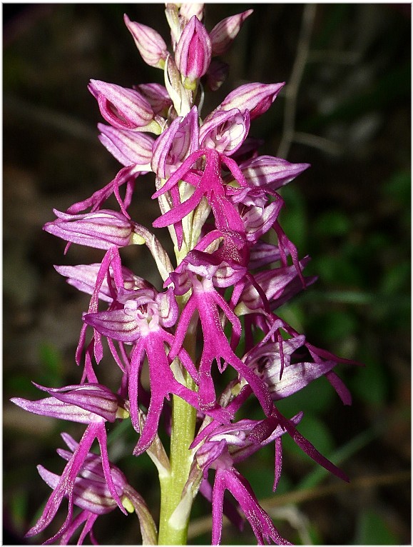 Ibrido: Orchis anthropophora x O. italica